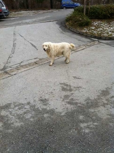 Izlet, Vincekovo 2019.