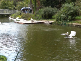 Maksimirske jeseni 2017.