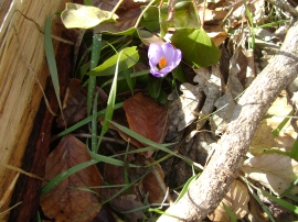 Planinarski izlet - veljača