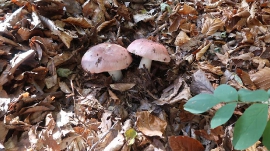 Planinarski izlet, listopad