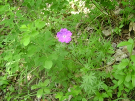 Planinarski izlet, svibanj